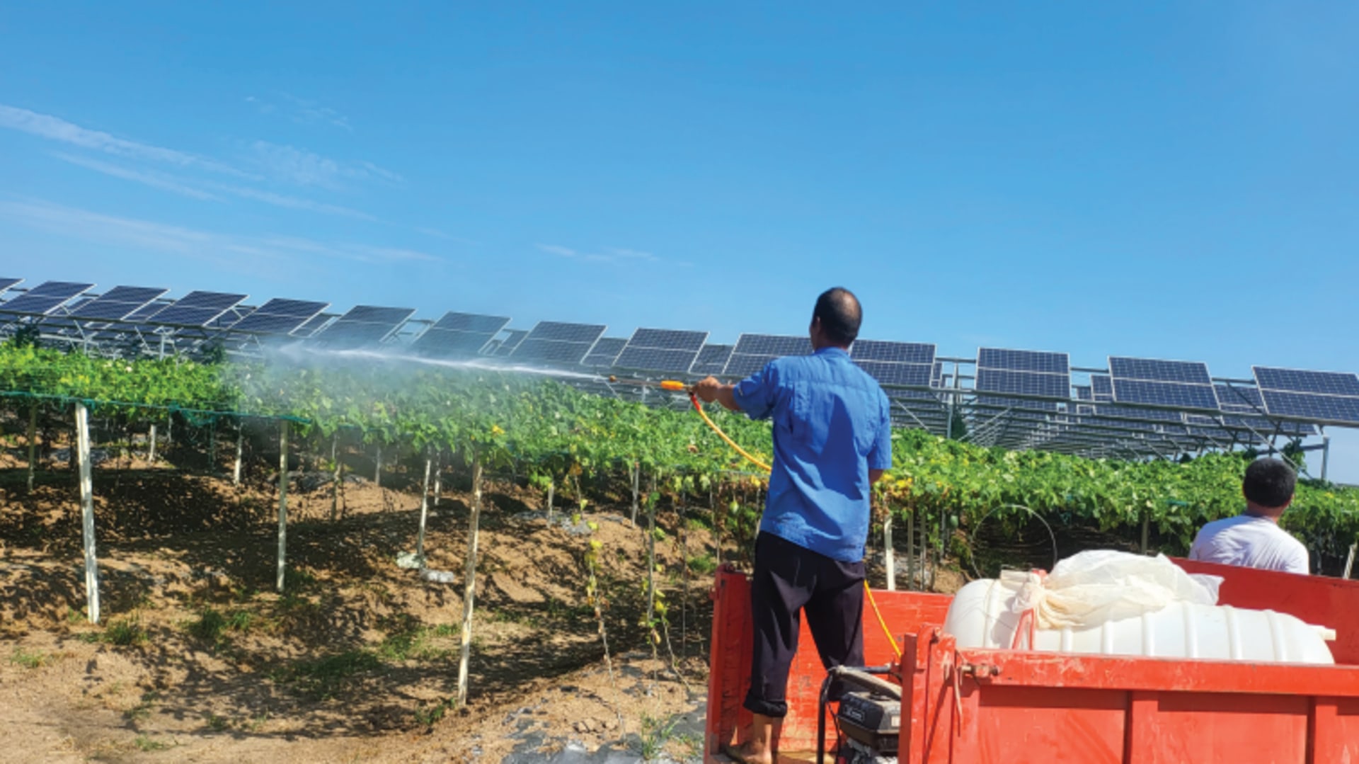 Villagers manage herbs grown in a solar photovoltaic area in Lianyungang, China, on September 10, 2024.