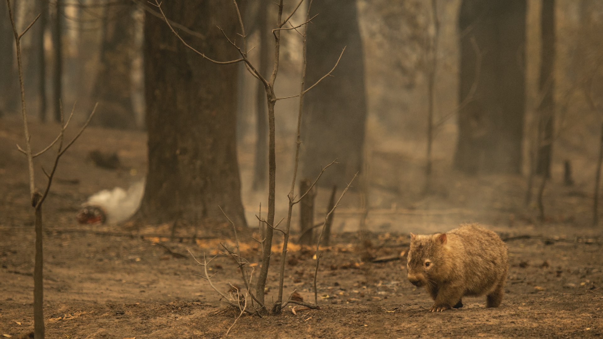 A wombat struggles to find food, water, and shelter after a bushfire swept through the bushland in Kangaroo Valle
