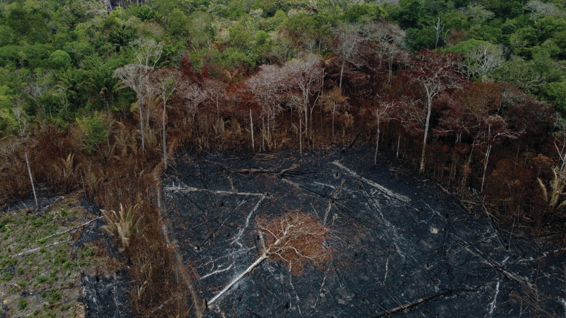 Aerial view of a deforested and burnt area of the Amazon rainforest. Burned, brown trees lie on blackened soil as the rest of the rainforest can be seen in the background.