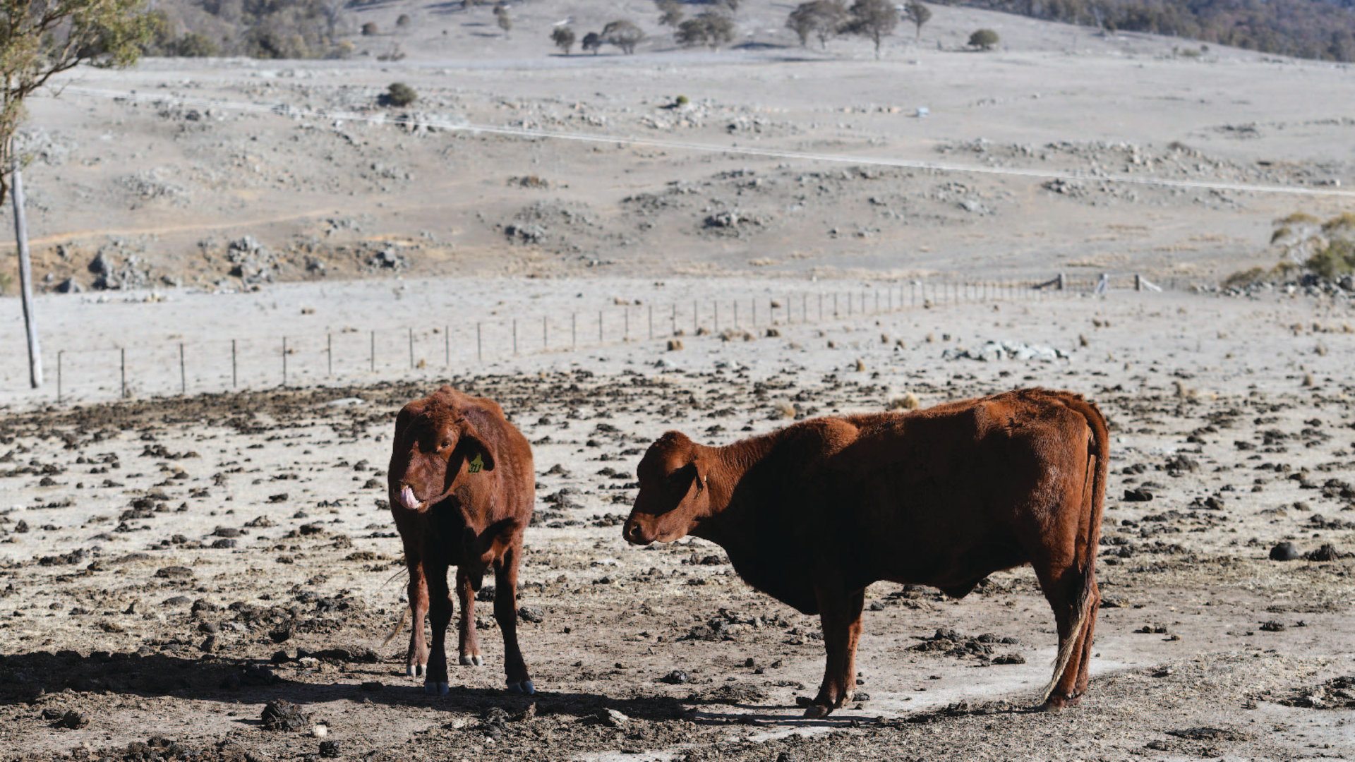 Cattle stand in a paddock on a drought-affected farm in Armidale, Australia