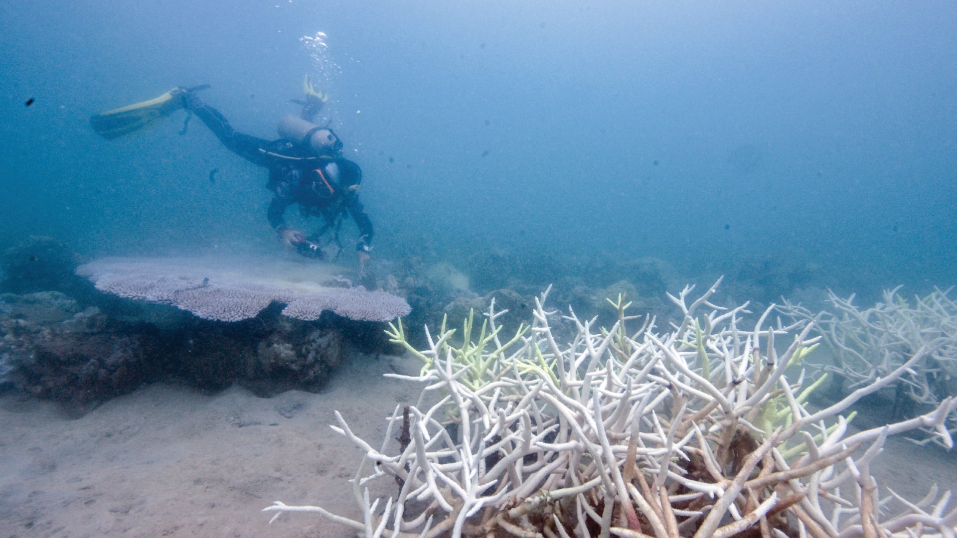 A diver explores the bottom of the ocean floor with bleached corals in the foreground