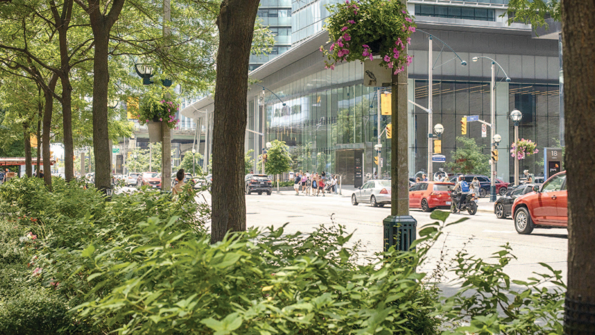 Trees along city roadways in Toronto, Canada.