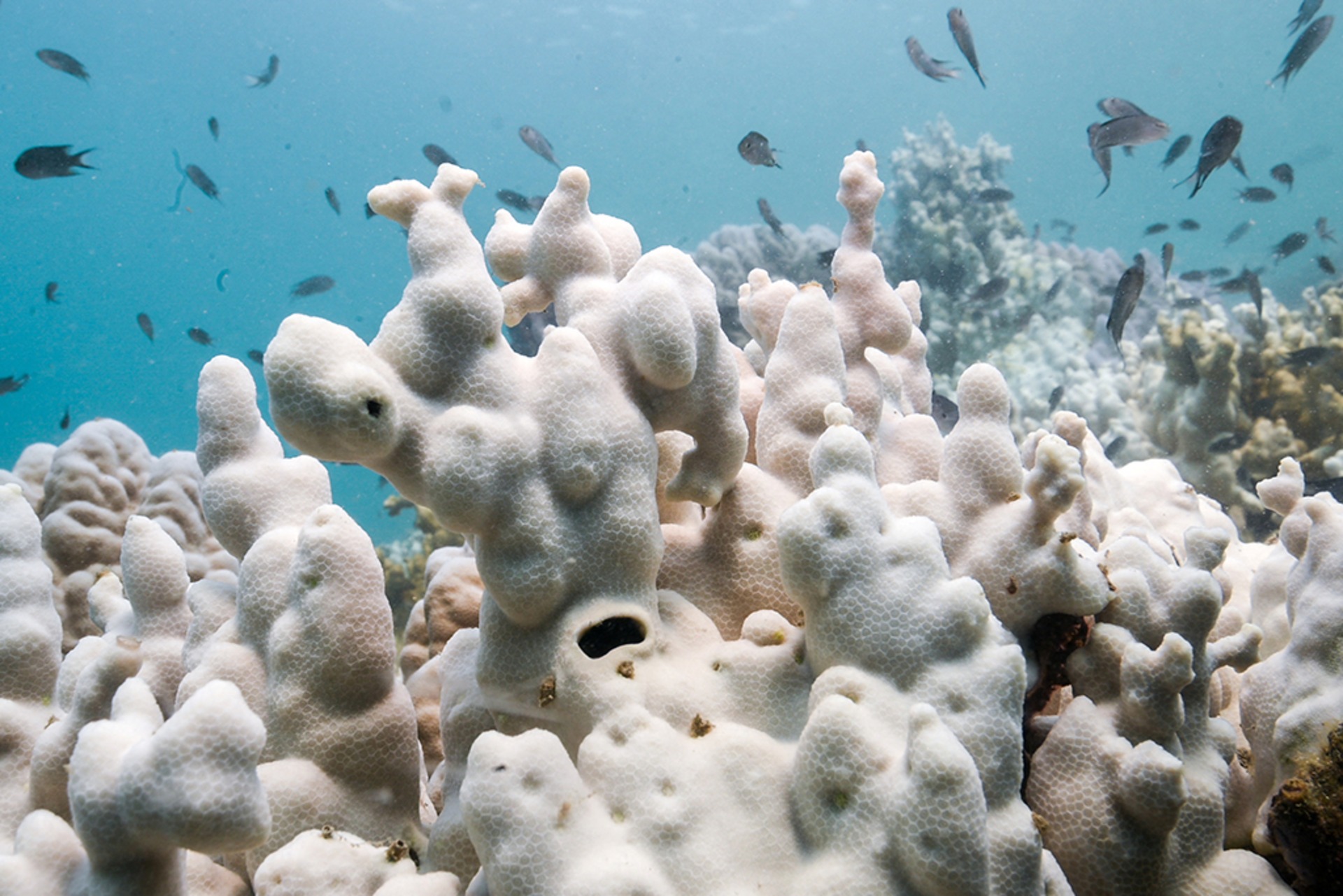 Bleached corals off the coast of Koh Mak, Thailand on May 8, 2024  