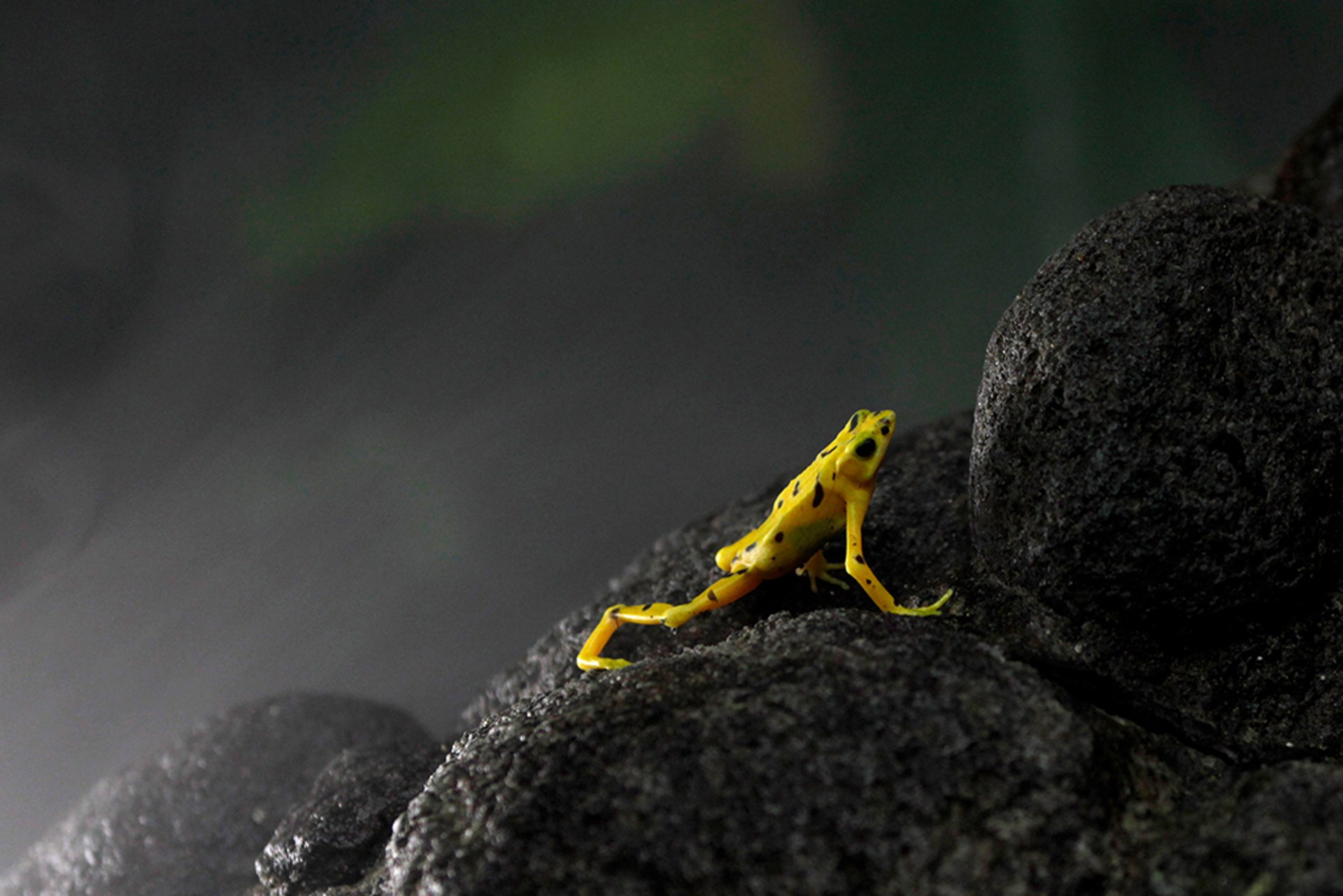 A yellow frog with black spots perches on a rock.
