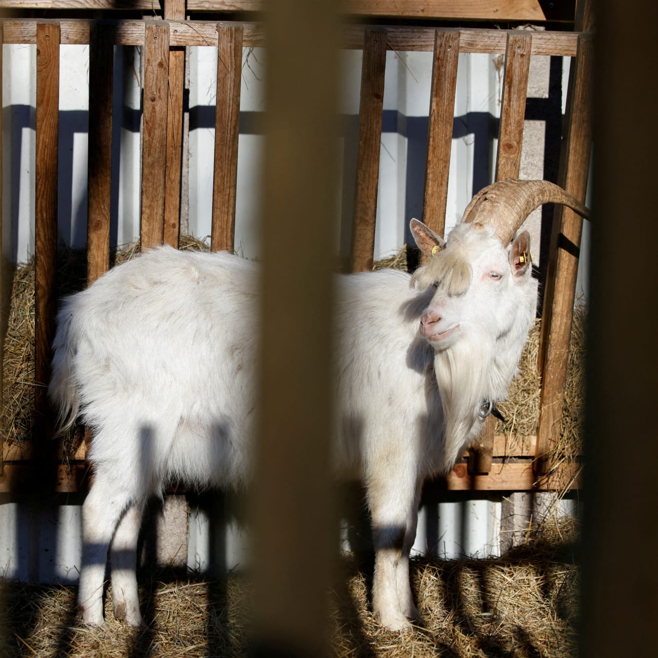 A goat is seen in a pen during an outbreak of foot-and-mouth disease, in Schoeneiche, Germany, on January 13, 2025.