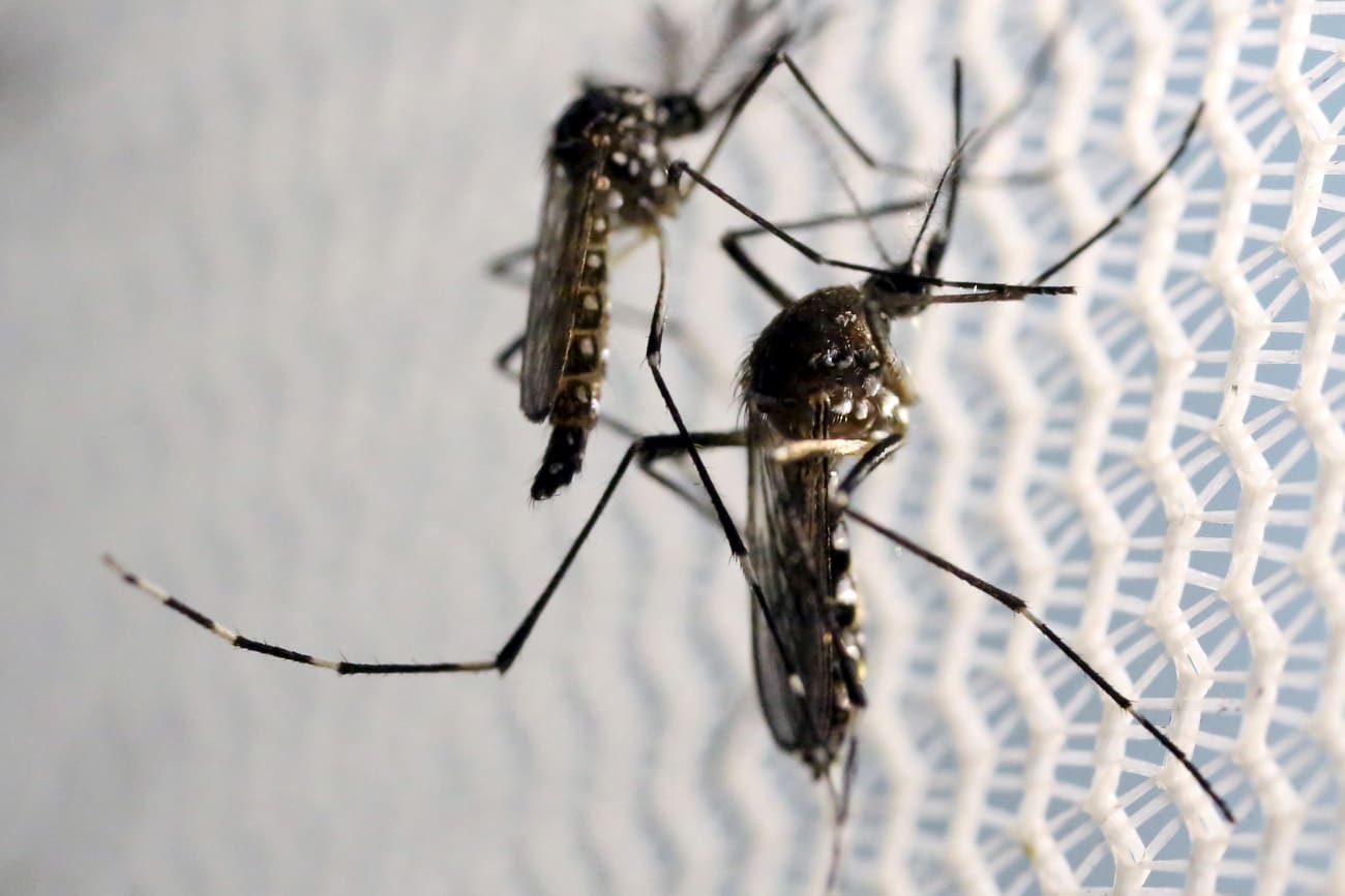 Aedes aegypti mosquitoes are seen inside Oxitec laboratory in Campinas, Brazil, on February 2, 2016.