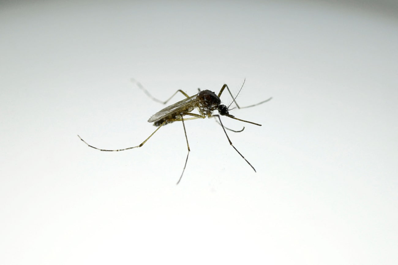 An Aedes aegypti mosquito with the dengue-blocking Wolbachia bacteria is seen at a laboratory in the Wolbito do Brasil plant, in Curitiba, Brazil, on September 1, 2025.