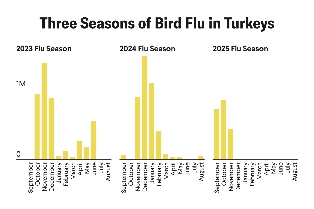 Bird Flu Roars Back: An Update on Thanksgiving Turkey Prices