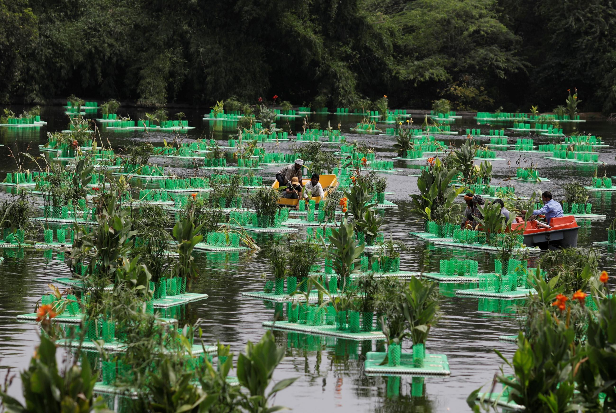 Workers remove damaged plants from a newly set-up "floating wetland" on Sanjay Van Lake to clean its water in New Delhi, India, on August 26, 2021.