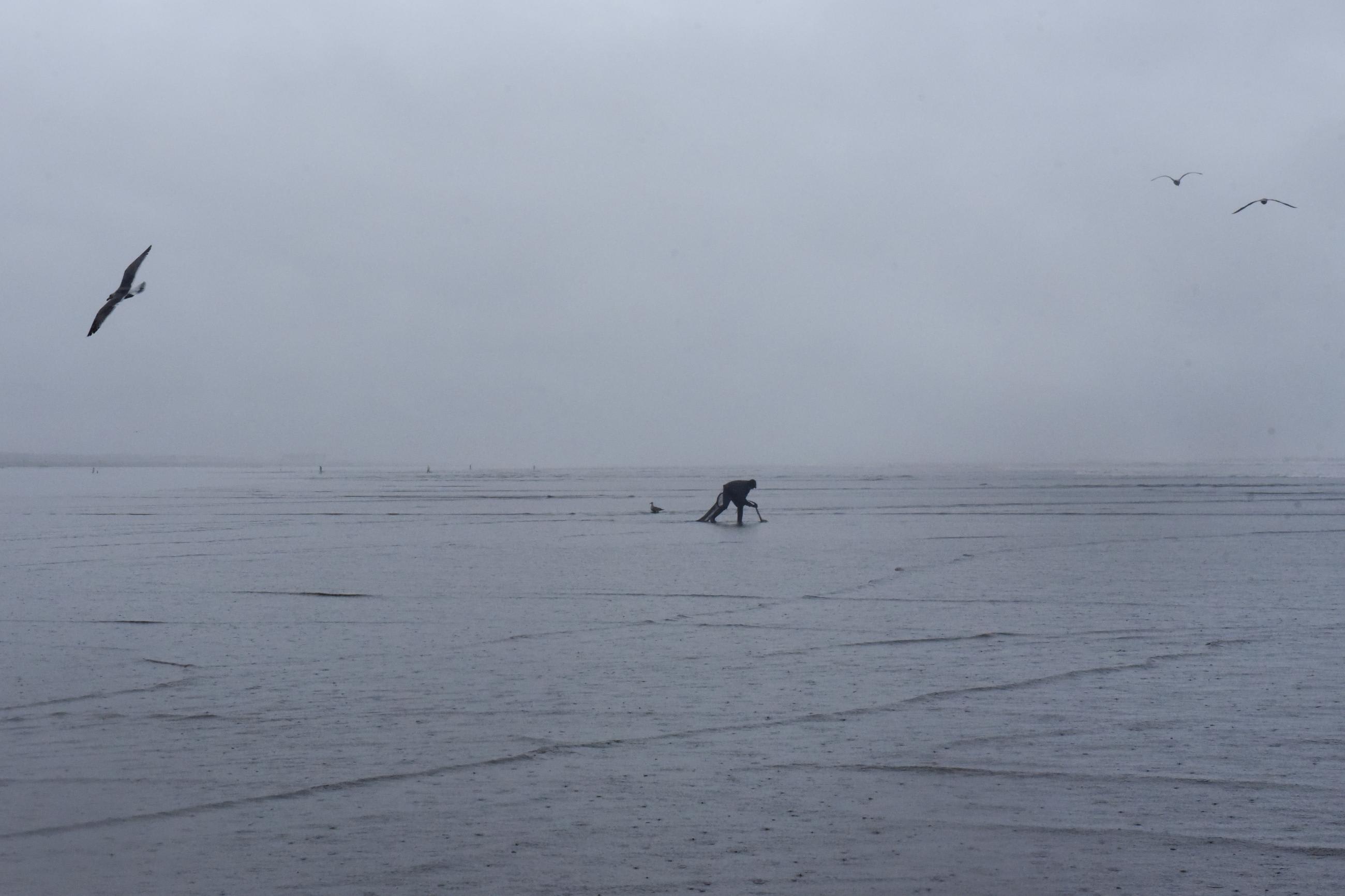 A Quinault tribal member digs for clams on Pacific Beach, in Washington state, in March 2020.