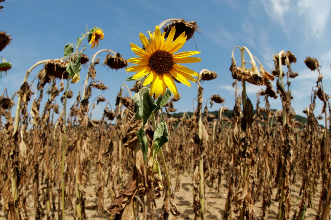 One bright yellow sunflower blooms among dried-out flowers during hot summer weather on a field near the village of Benken, Switzerland, on August 6, 2018.