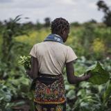 A young woman picks vegetables from an agricultural garden in a field where the Catholic Organization CARITAS provides counseling to the farmers affected by cyclones, in Tica, near Beira, Mozambique, on August 21, 2019.