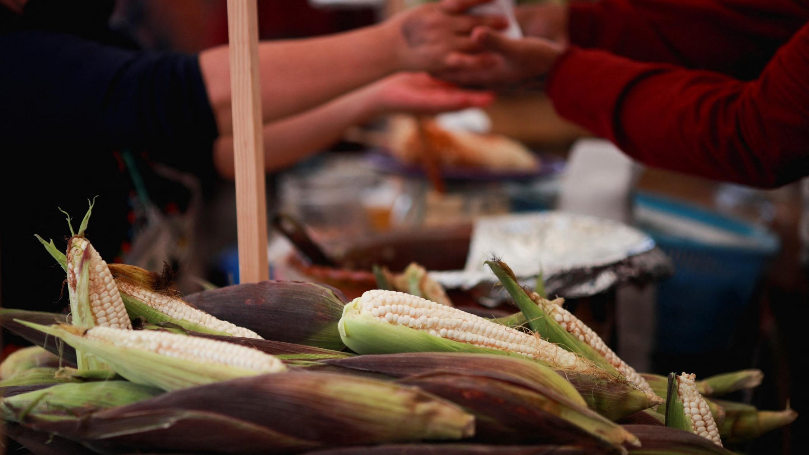 Corn cobs are pictured during the Corn and Milpa Fair in the Zócalo square as people celebrate Día Nacional del Maíz (National Corn Day), in Mexico City, Mexico, on September 29, 2022.