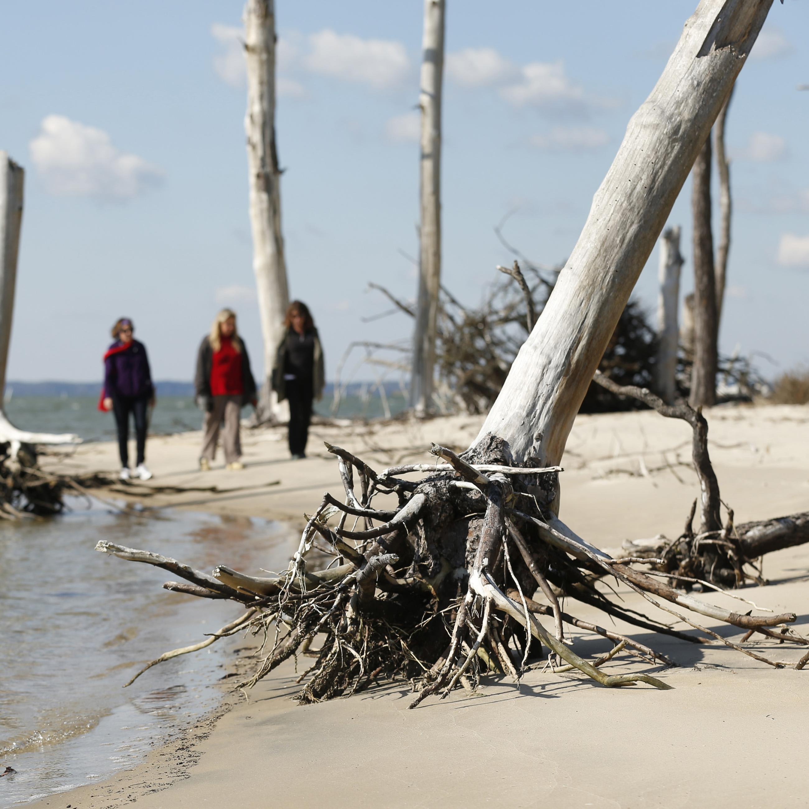 Three women walk along a white beach with white trees on a coastline.