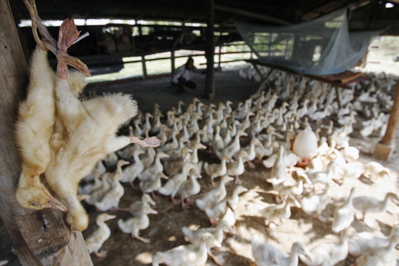 Dead ducks are hung at a farm in the outskirts of Phnom Penh, Cambodia, on December 17, 2008. It began culling poultry five days after a young man from the area was confirmed with H5N1 bird flu.