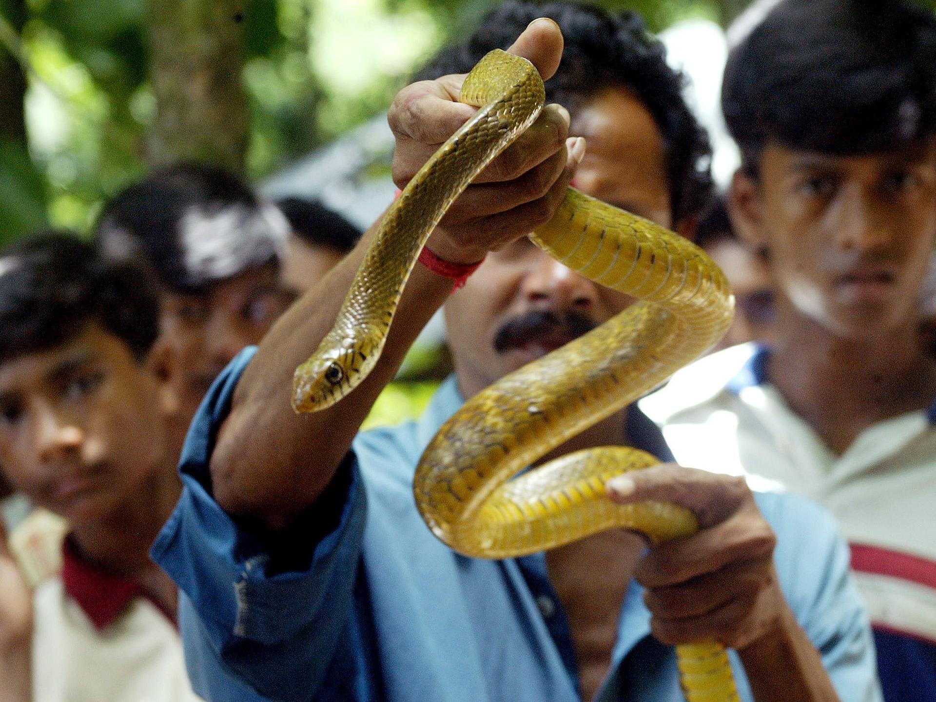 An Indian snake charmer shows a poisonous yellow snake to devotees during the Hindu festival, 'Nag Panchami,' in the village of Khadiatola, India, on August 17, 2004. REUTERS/Sucheta Das SD/LA