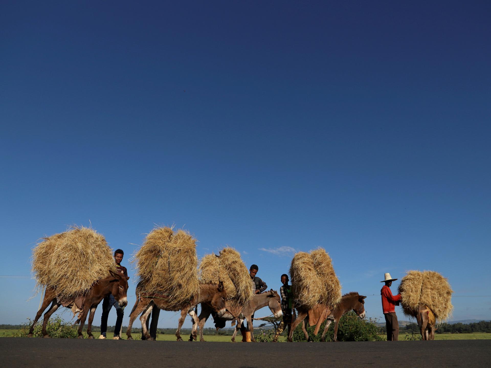 Farmers transport teff from their farm in the town of Woliso, Oromia region, Ethiopia, October 22, 2018. REUTERS/Tiksa Negeri