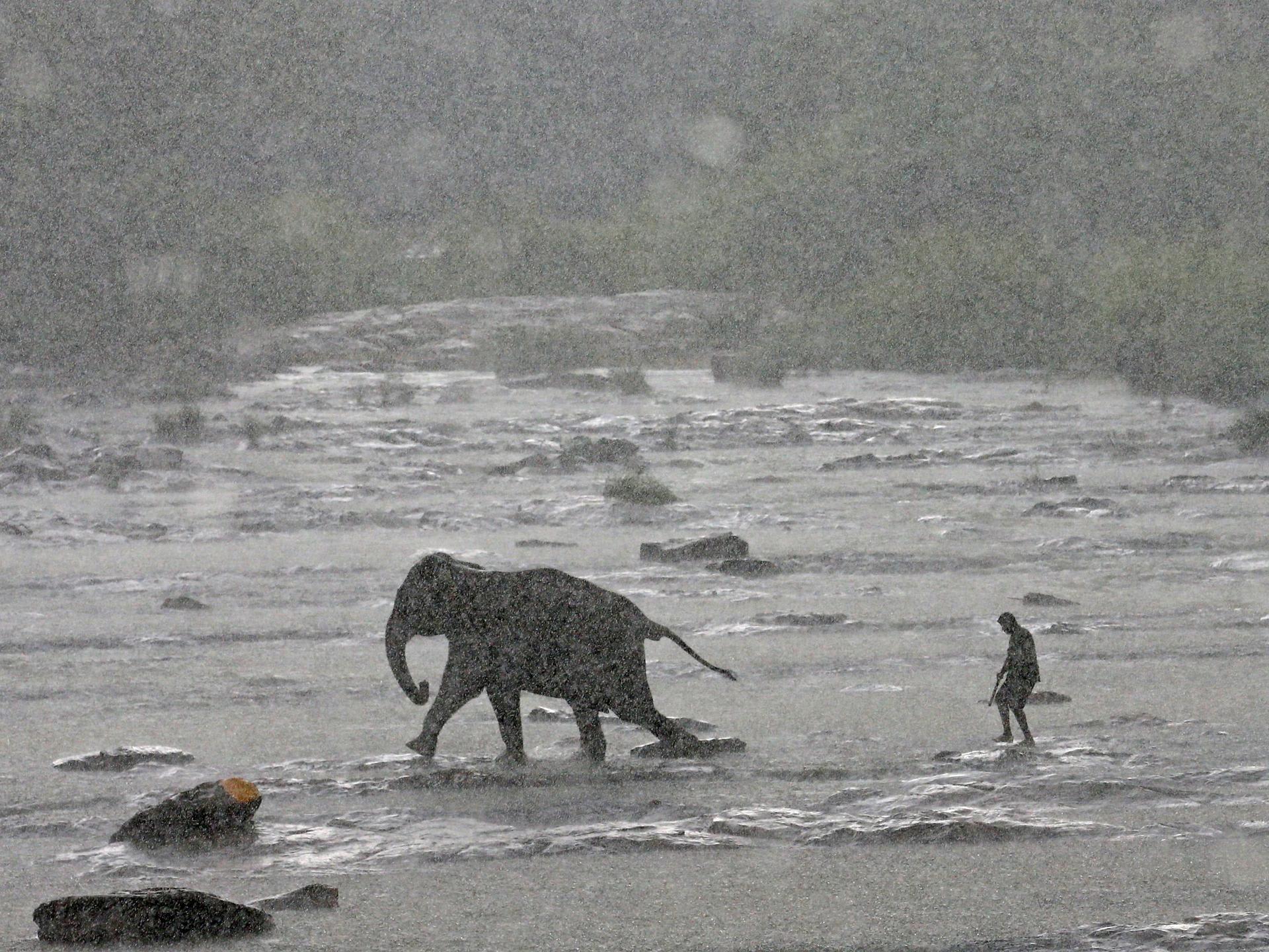 A mahout (an elephant keeper) walks with an elephant during a daily swim in a River at Pinnawal elephant orphanage near Pinnawala village in Rambukkana, Sri Lanka October 5, 2017.