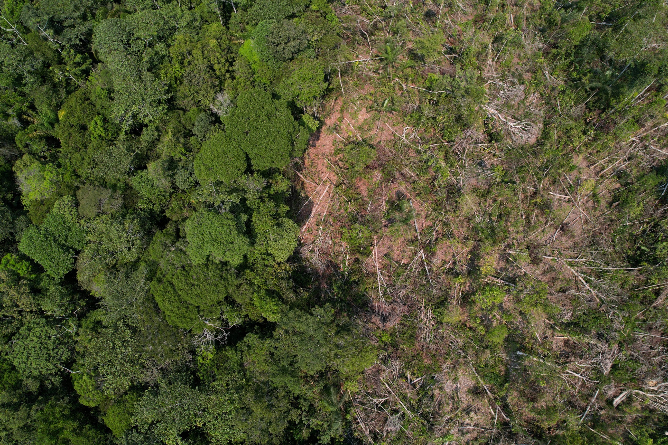 A drone view shows a deforested plot of Brazil's Amazon rainforest, in the municipality of Humaita, Amazonas state, Brazil, on August 7, 2024.