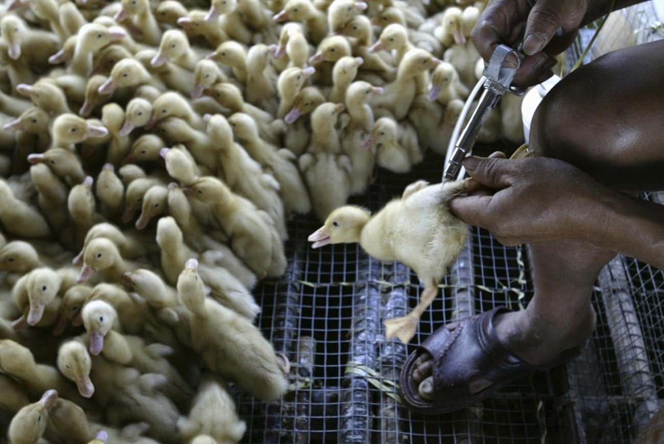 A worker injects a duckling with the bird flu vaccine at a duck farm following an outbreak of bird flu, in the Panyu district of Guangzhou, China, September 18, 2007.