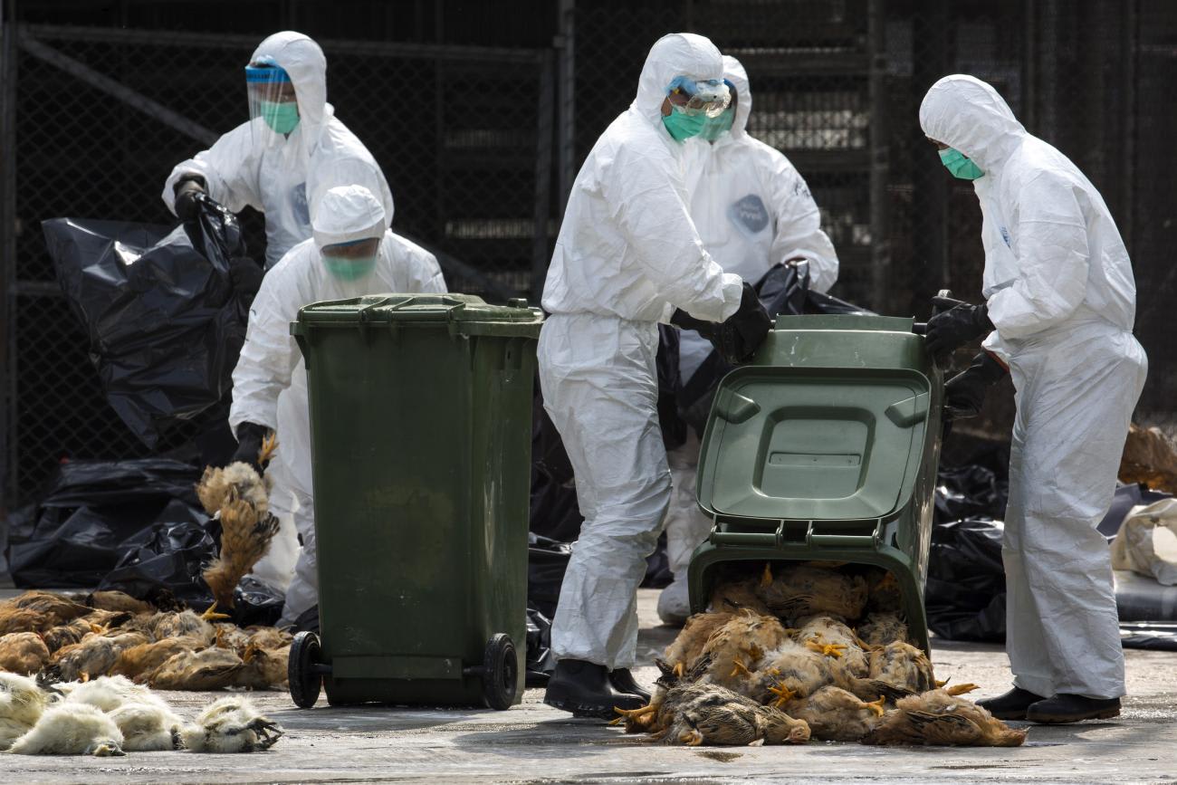 Health workers pack dead chickens into trash bins at a wholesale poultry market in Hong Kong after the discovery of the H7N9 bird flu virus in Guangdong, China, January 28, 2014.