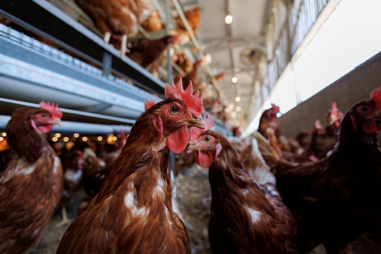 Cage-free chickens are shown inside a facility at Hilliker's Ranch Fresh Eggs, in Lakeside, California, on April 19, 2022.
