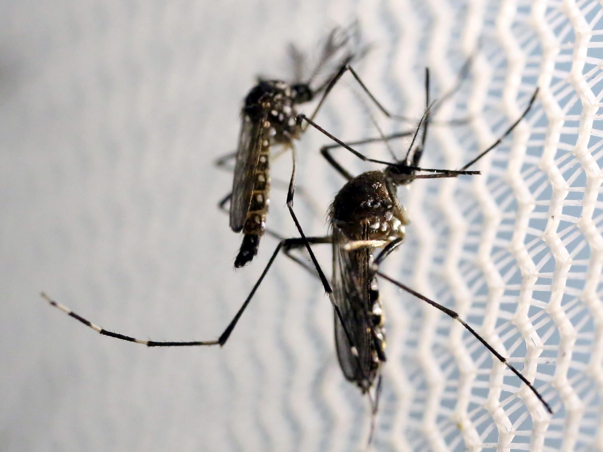 Aedes aegypti mosquitoes are seen inside Oxitec laboratory in Campinas, Brazil, on February 2, 2016.
