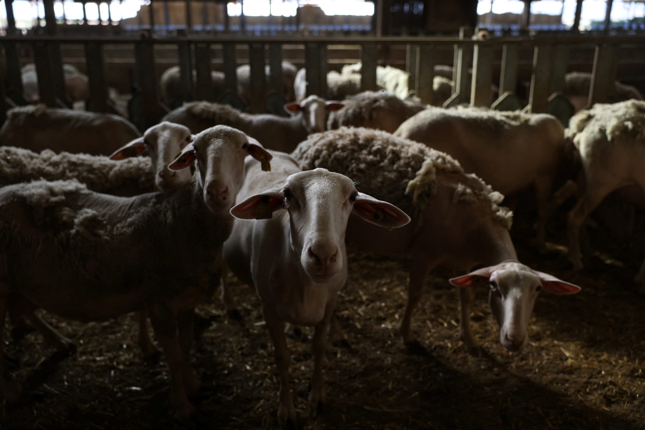Sheep stand inside a sheep farm as sheeppox spreads across Greece, in the village of Armenio, in Thessaly, Greece, on September 18, 2025.