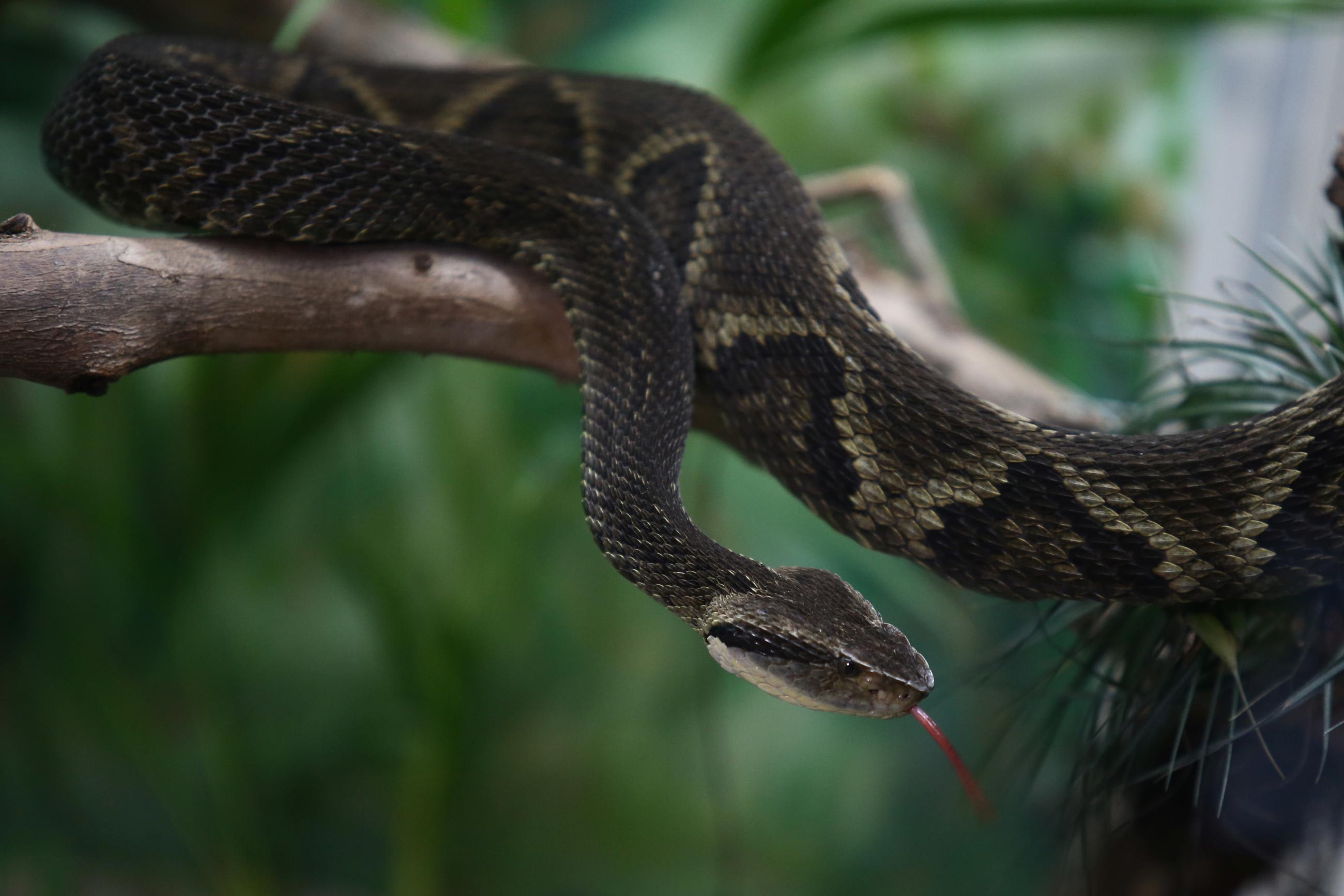 A jararaca snake is seen at the Butantan Institute.