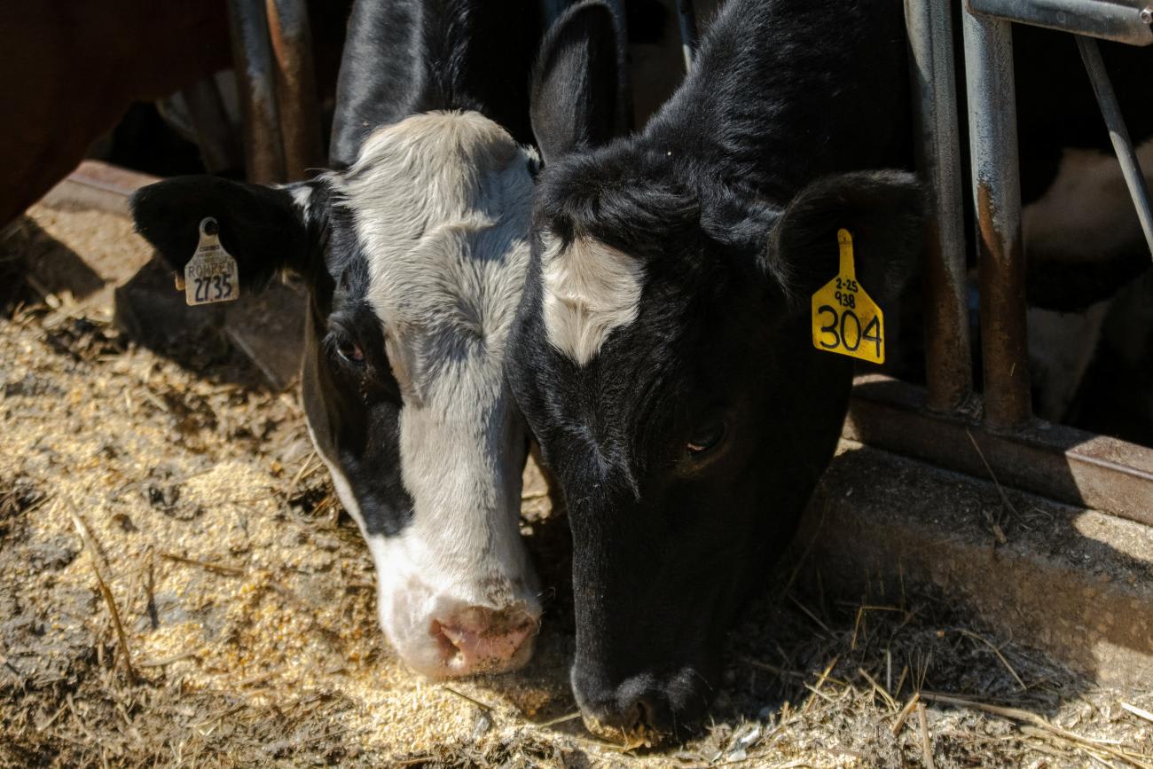 Dairy farmer Brent Pollard's cows eat feed in their pen at a cattle farm.