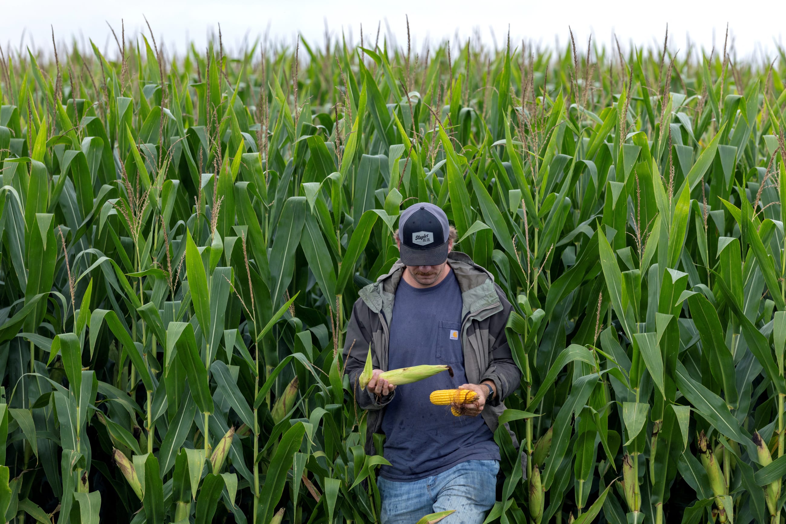 A crop scout on the Pro Farmer Crop Tour, collects corn samples from a corn field as scouts travel across the midwest trying to gauge the size of the corn and soybean crop that farmers will harvest in the fall, in northwest Indiana, on August 19, 2025.