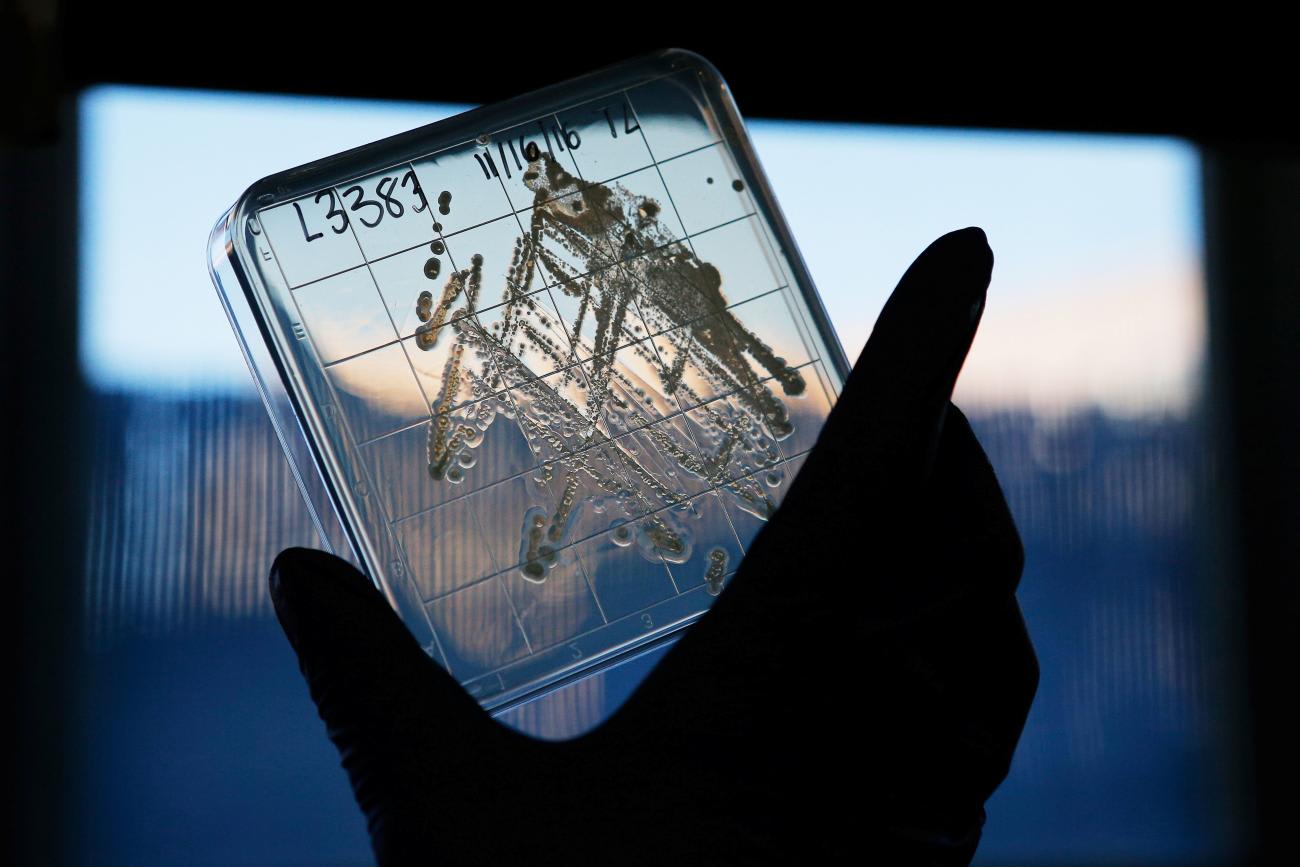 The director of Biological Research at NovoBiotic Pharmaceuticals, holds a sample of Eleftheria terrae, the basis of the antibiotic Teixobactin.