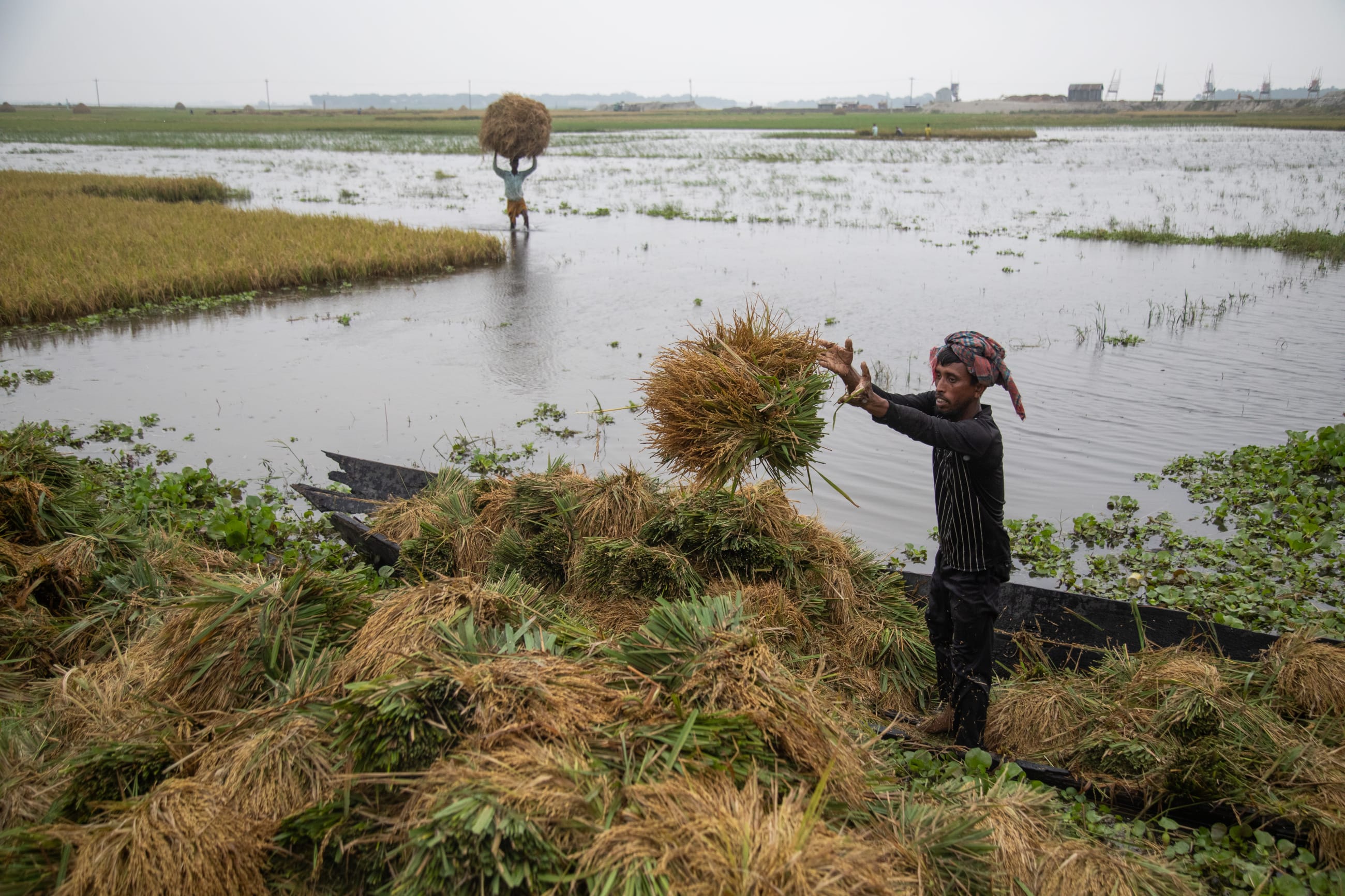 A farmer unloads a wet harvest from a boat in Kishoreganj, Bangladesh, on May 21, 2026.