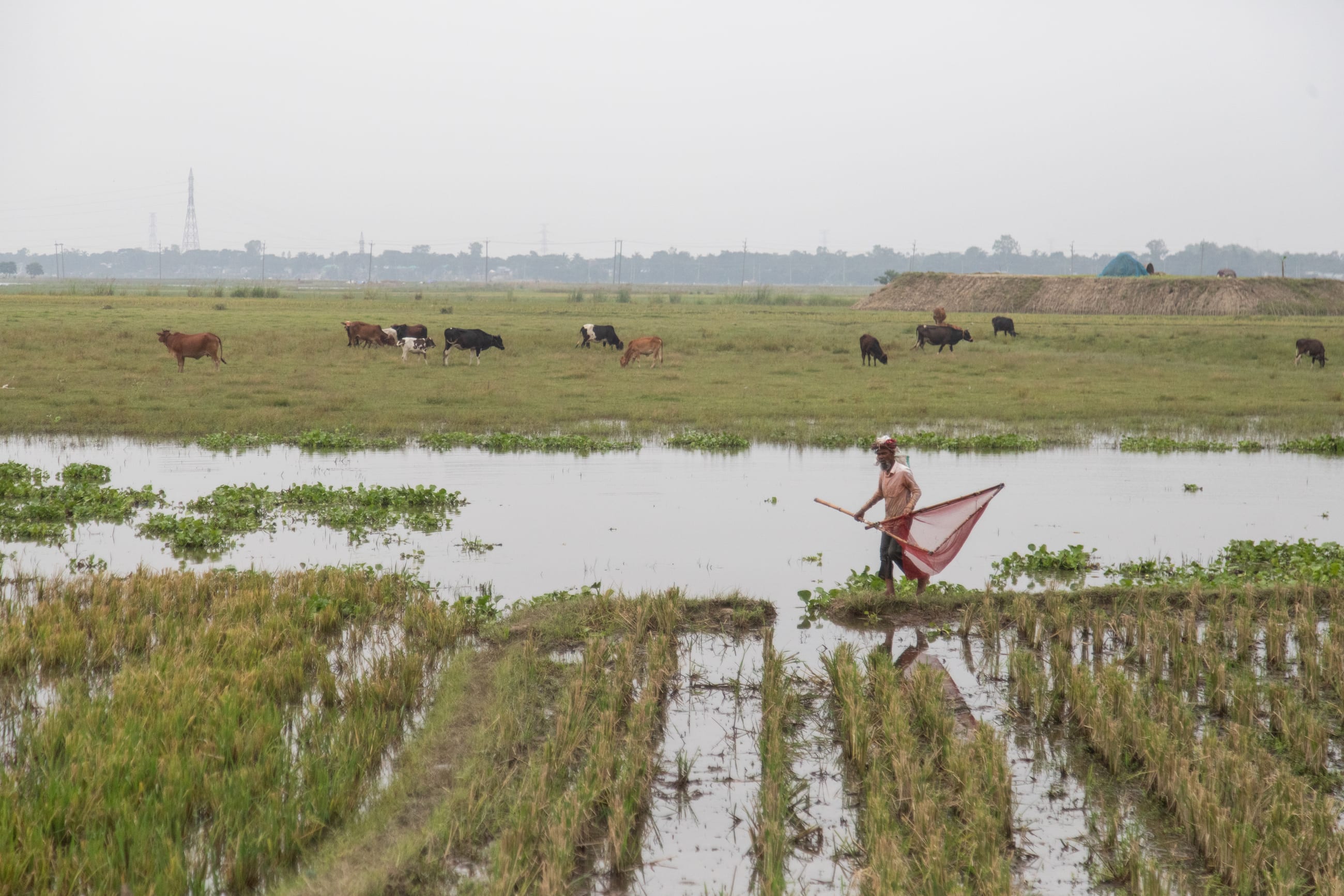 A farmer tries to catch fish in flooded paddy fields for his family , in Kishoreganj, Bangladesh, on May 21, 2026.