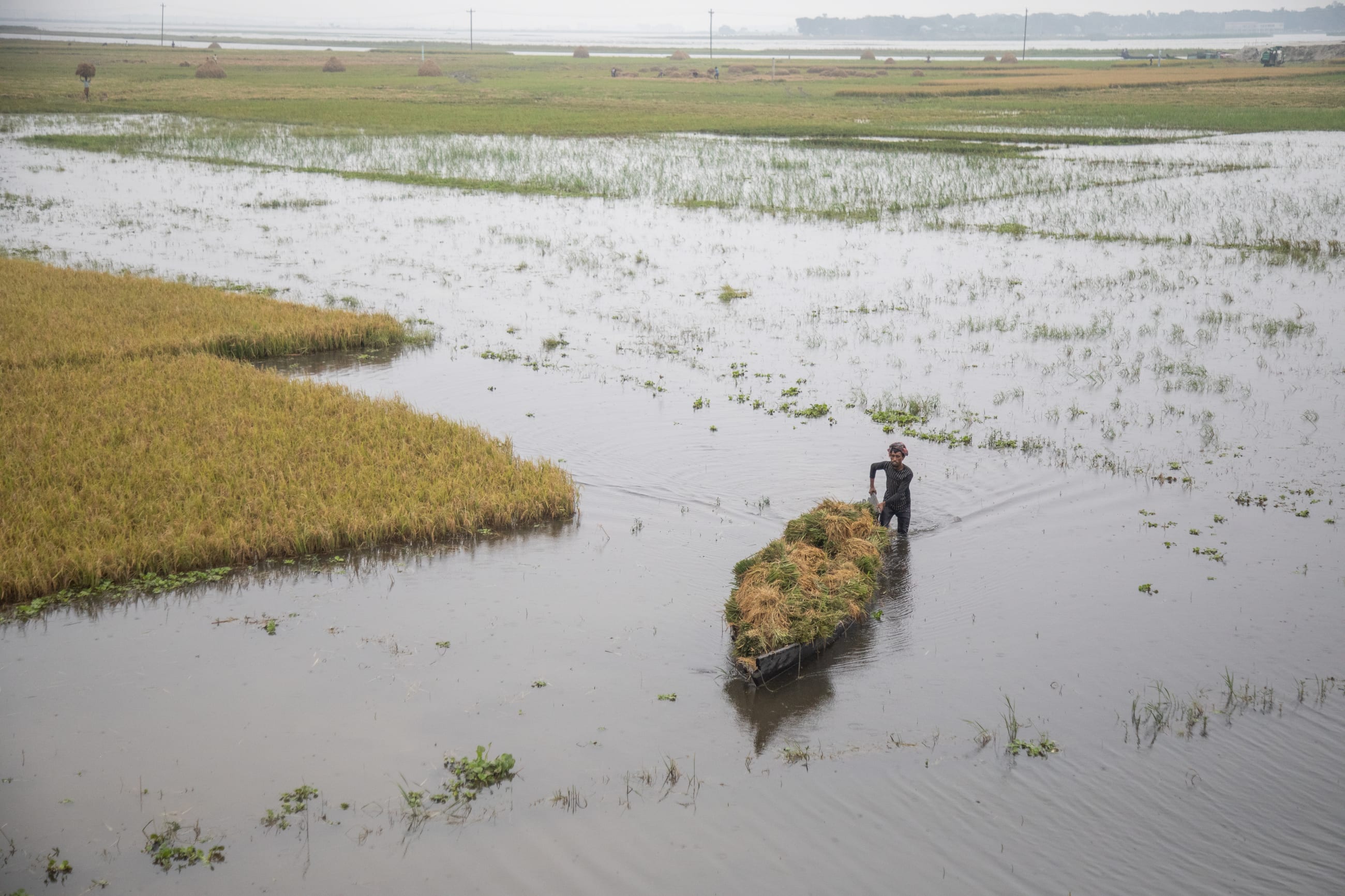 A farmer navigates a boat carrying a wet harvest through a flooded rice field , in Kishoreganj, Bangladesh, on May 21, 2026.