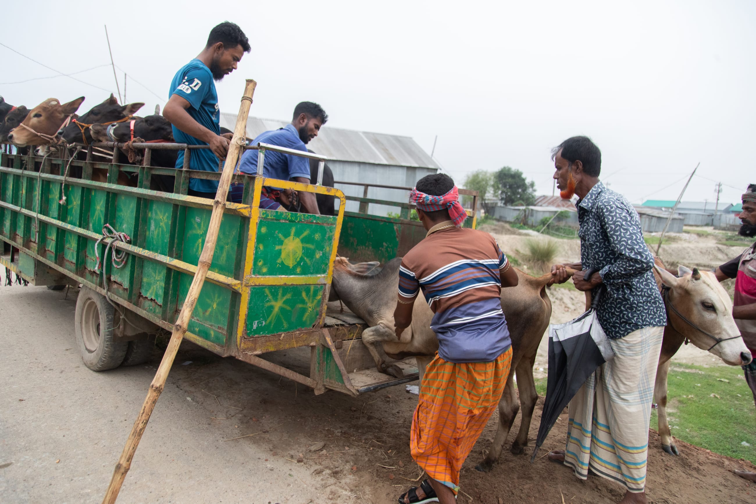 Farmers load cattle onto a truck for transport to a nearby livestock market, where they will sell cattle at lower prices than normal ahead of Eid al-Adha , in Kishoreganj, Bangladesh, on May 21, 2026.