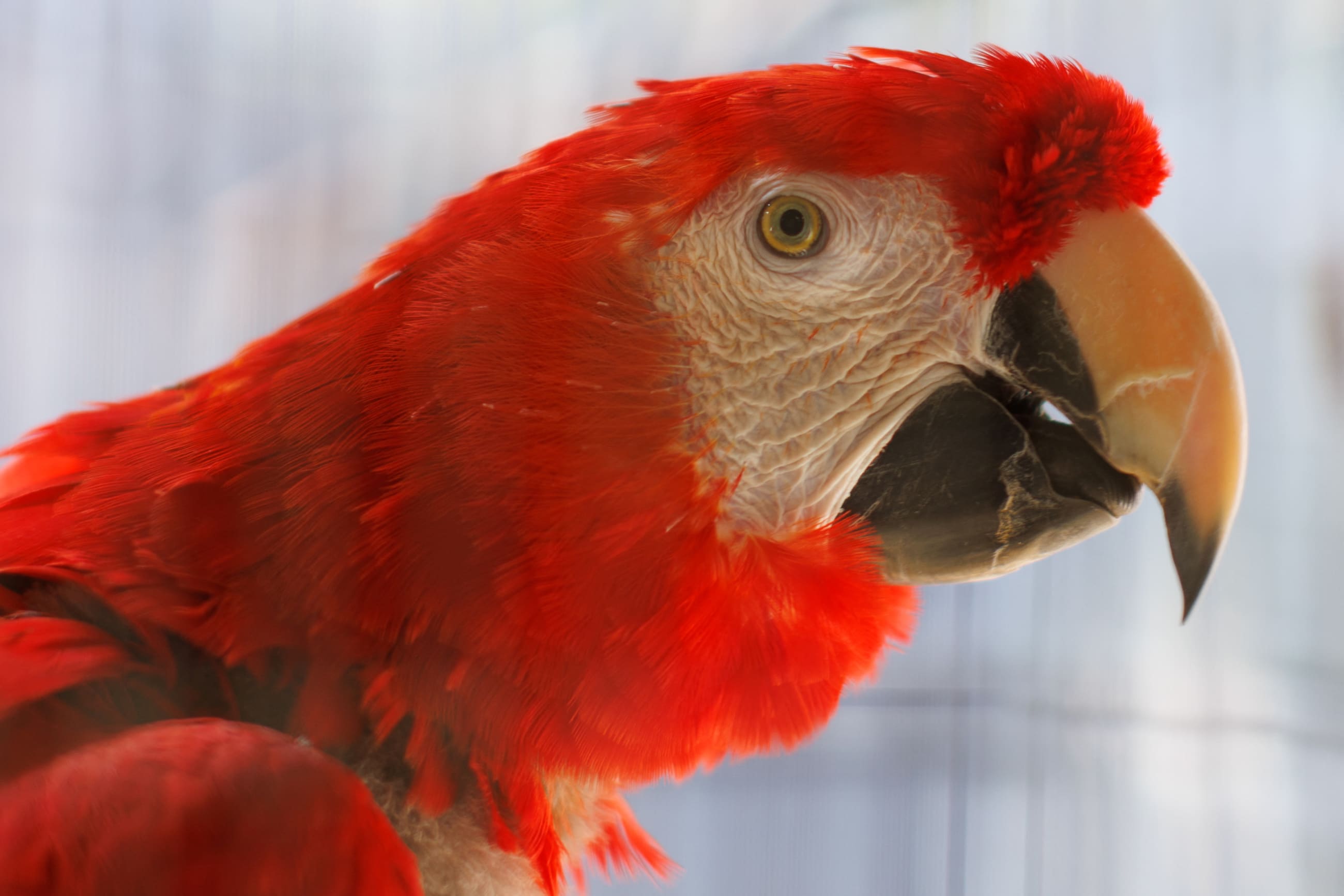 A confiscated Macaw is shown at the Los Angeles zoo as the U.S. Fish and Wildlife Service and the Association of Zoos and Aquariums announce the launch of the Wildlife Confiscations Network, in Los Angeles, California, on October 27, 2023.