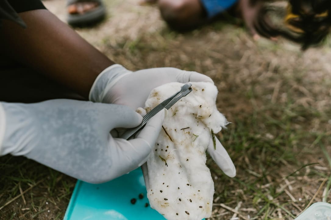 Researchers examine freshly gathered snails for species identification, on July 2025.