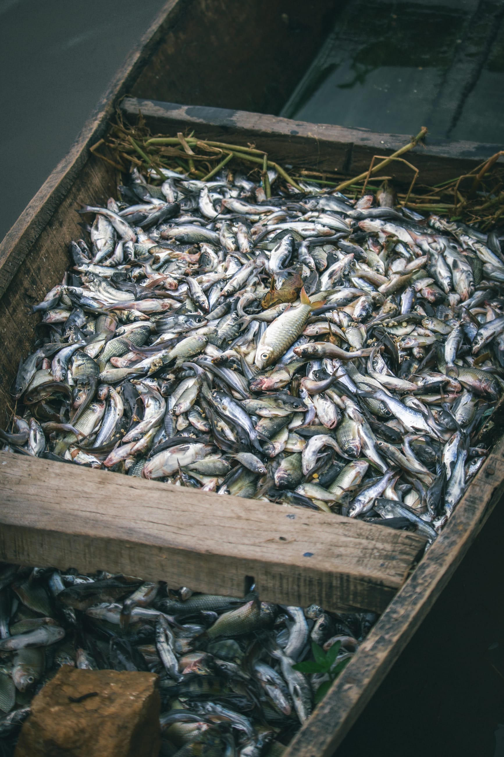 A daily fish haul brought in by fishermen in Odeda is seen, on the north shore of the Oyan River, on July 2025.