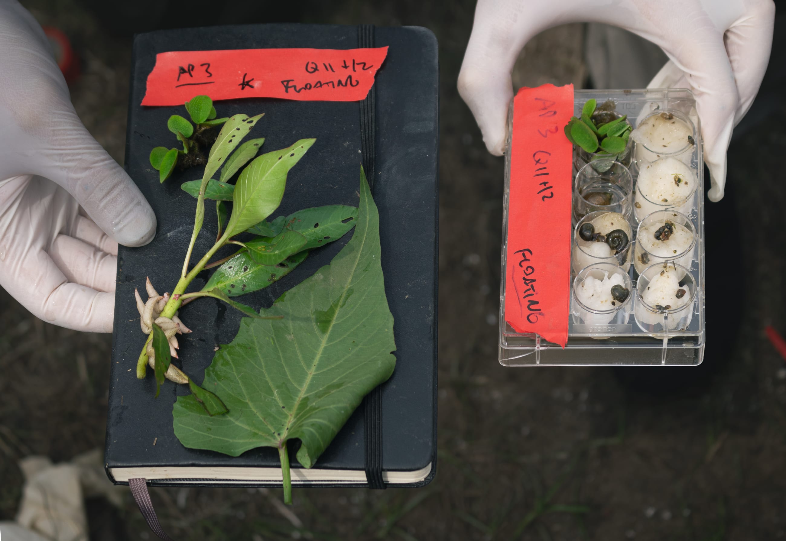 Aquatic plants and snail samples are seen, on July 2025.