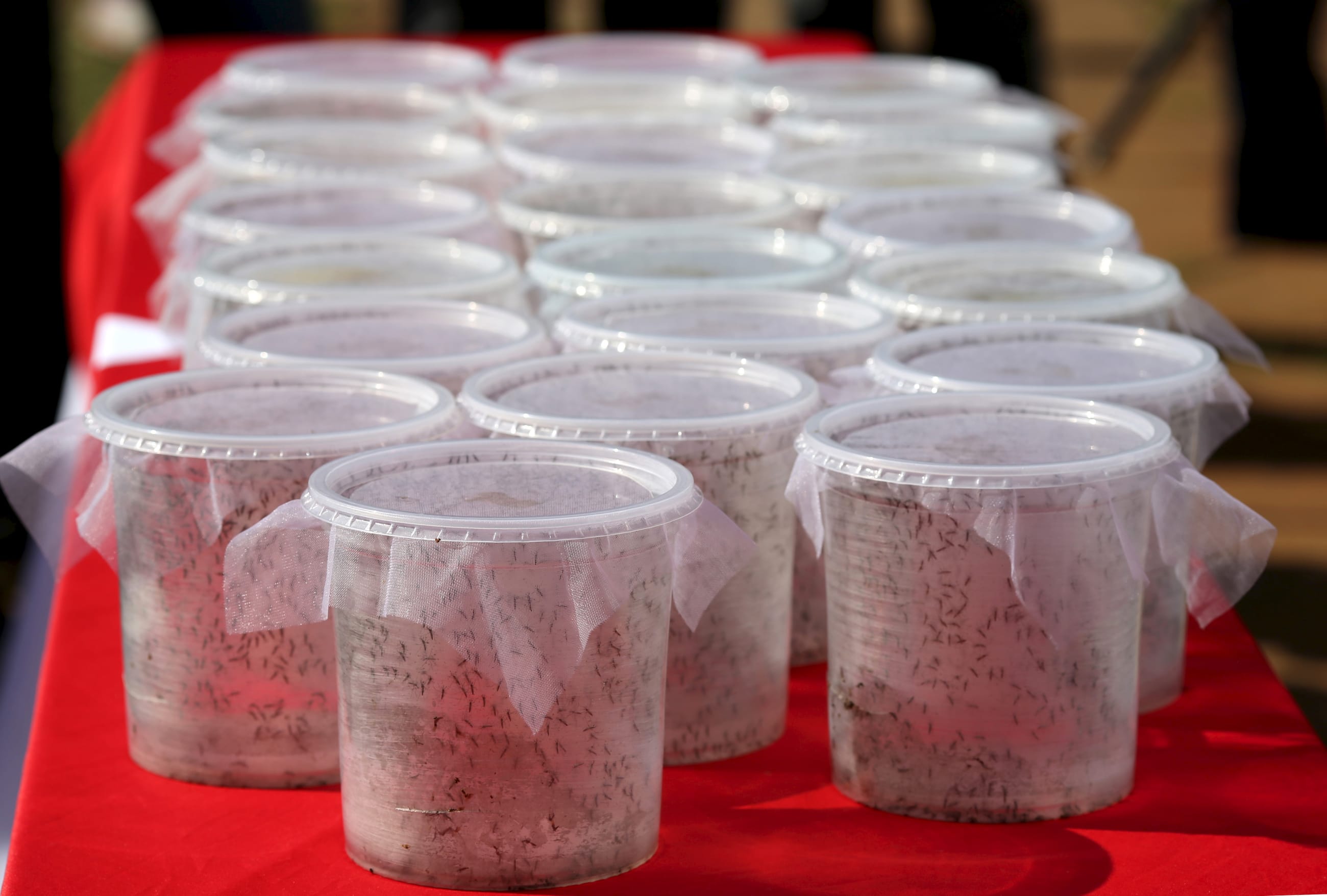 Boxes of genetically modified male Aedes aegypti mosquitoes are pictured before they are released in Piracicaba, Brazil April 30, 2015.