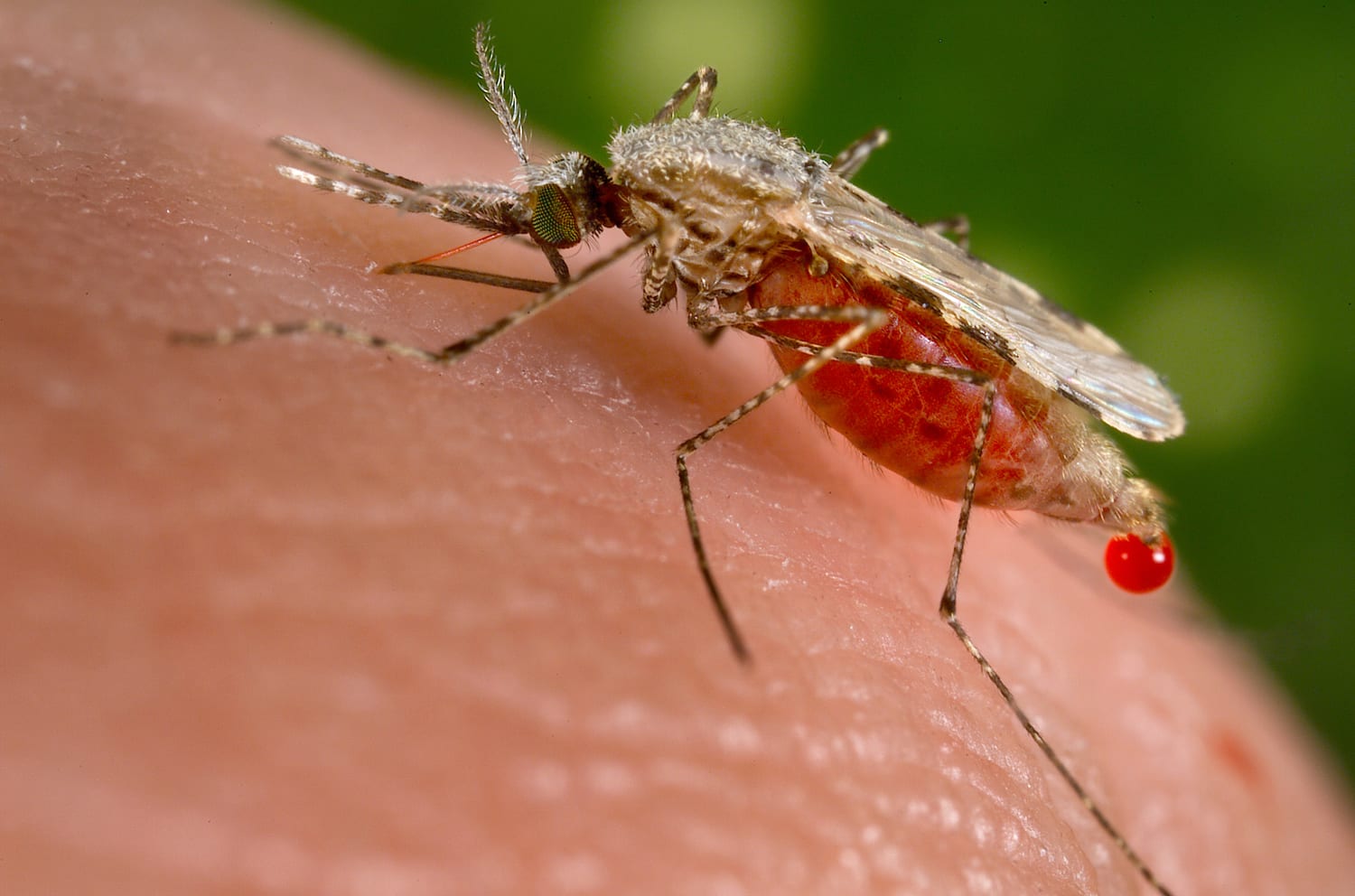 An Anopheles stephensi mosquito obtains a blood meal from a human host through its pointed proboscis in this undated handout photo obtained by Reuters November 23, 2015. A known malarial vector, the species can found from Egypt all the way to China. Scientists have produced a strain of mosquitoes carrying genes that block the transmission of malaria, with the idea that they could breed with other members of their species in the wild and produce offspring that cannot spread the disease. REUTERS/Jim Gathany/CDC/Handout via Reuters THIS IMAGE HAS BEEN SUPPLIED BY A THIRD PARTY. IT IS DISTRIBUTED, EXACTLY AS RECEIVED BY REUTERS, AS A SERVICE TO CLIENTS. FOR EDITORIAL USE ONLY. NOT FOR SALE FOR MARKETING OR ADVERTISING CAMPAIGNS