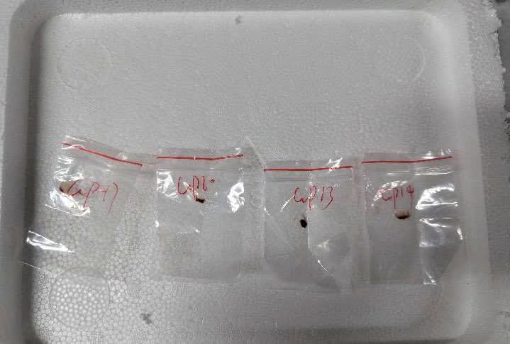 Samples of a pathogen identified by the U.S. Department of Justice as Fusarium graminearum are seen, on June 2, 2025.