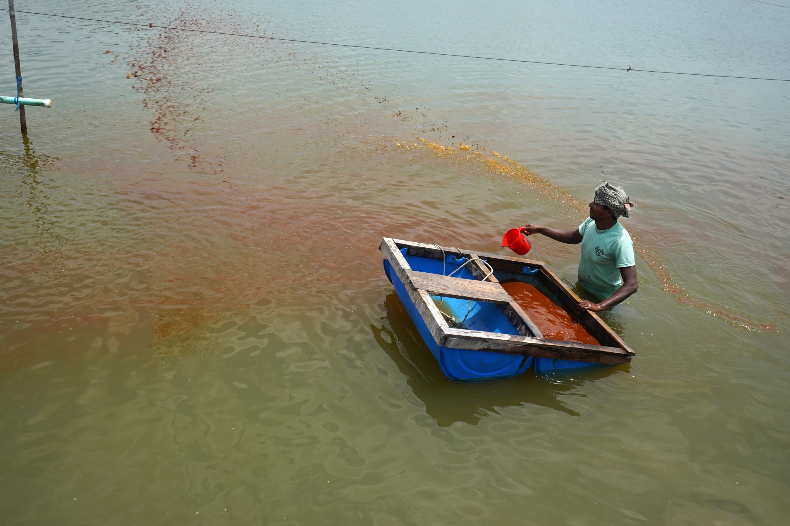 A laborer throws feed into a shrimp pond, scattering food across the water for the growing stock. Photo taken on April 18, 2026, in Koyra subdistrict, Khulna district.