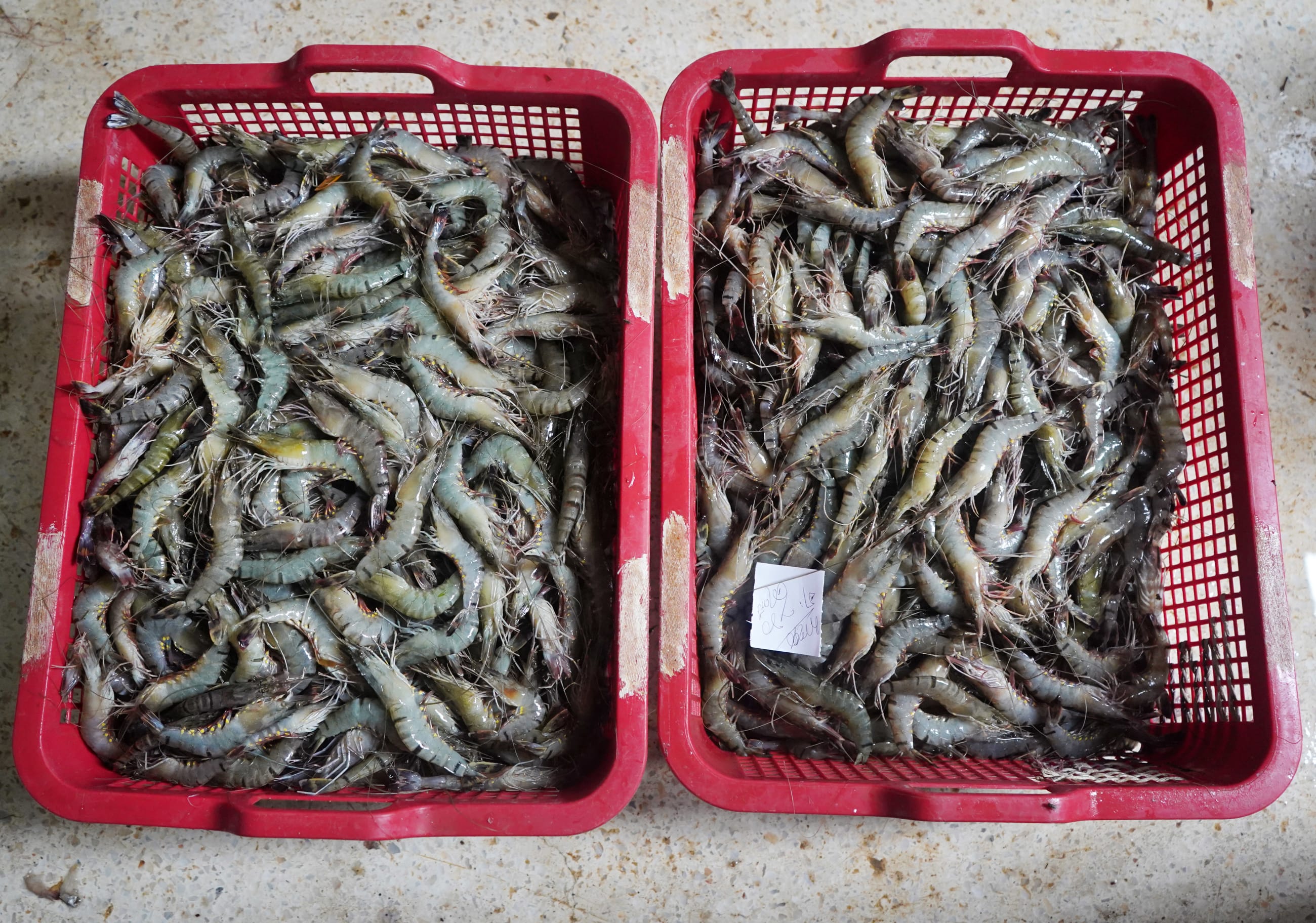 A fisherman packs fresh fish for sale at the wholesale market in Khulna, where daily catches move quickly from river to market stalls. Photo taken on April 17, 2026, from a wholesale market in subdistrict Koyra, in the district of Khulna.