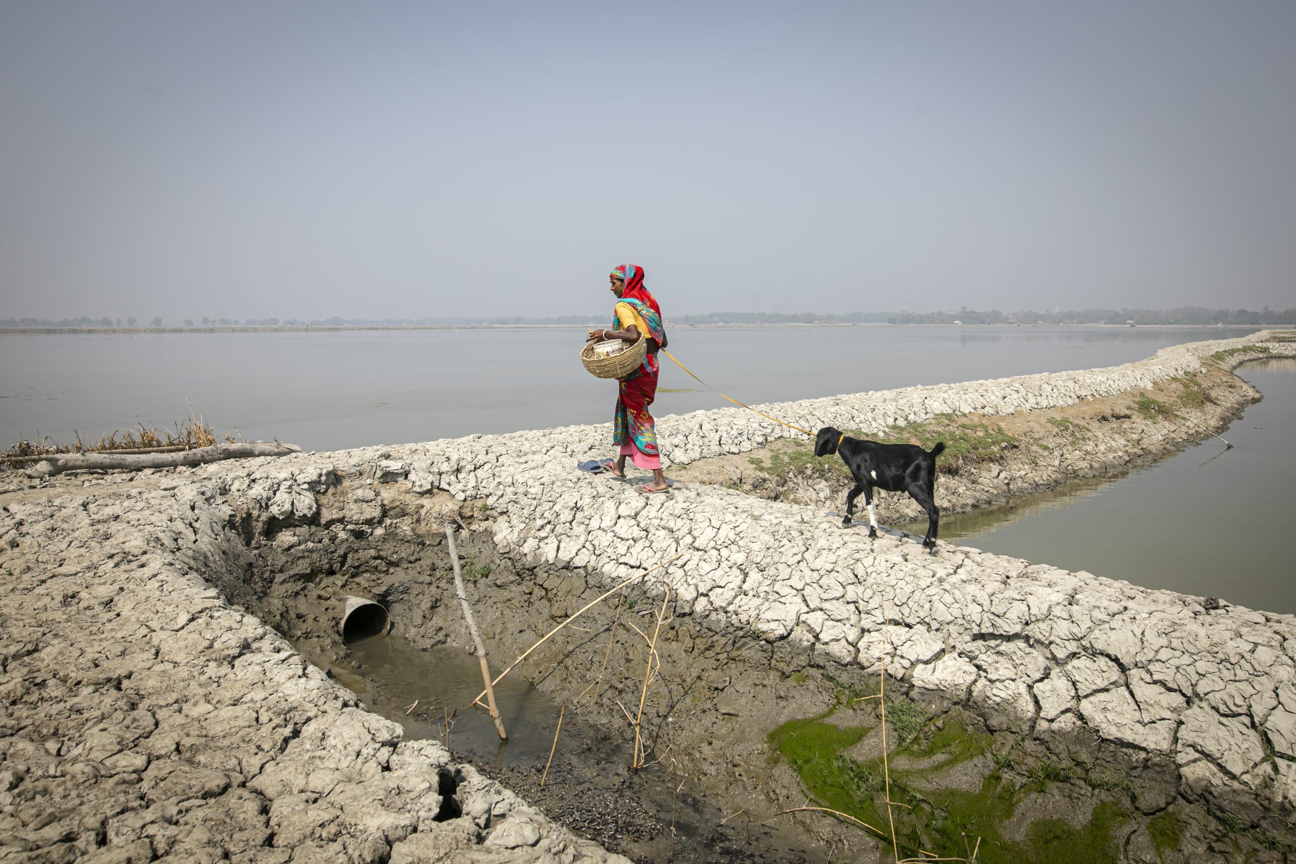 A woman, Suvodra Shena, leads her cattle to graze beside shrimp ponds in coastal Bangladesh, where livestock and aquaculture share the same fragile landscape. Photo taken on March 3, 2026, in Koyra subdistrict, Khulna district.