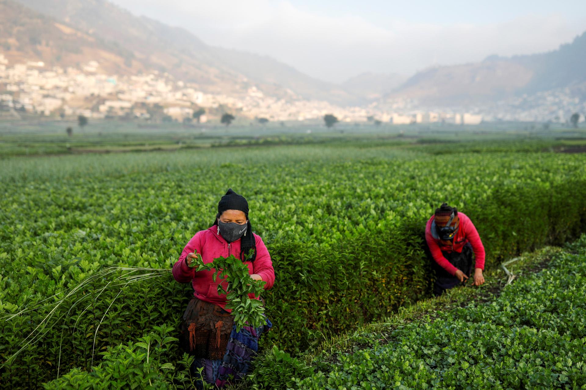 Farm workers harvest peppermint, in Almolonga, Guatemala, on April 20, 2020.