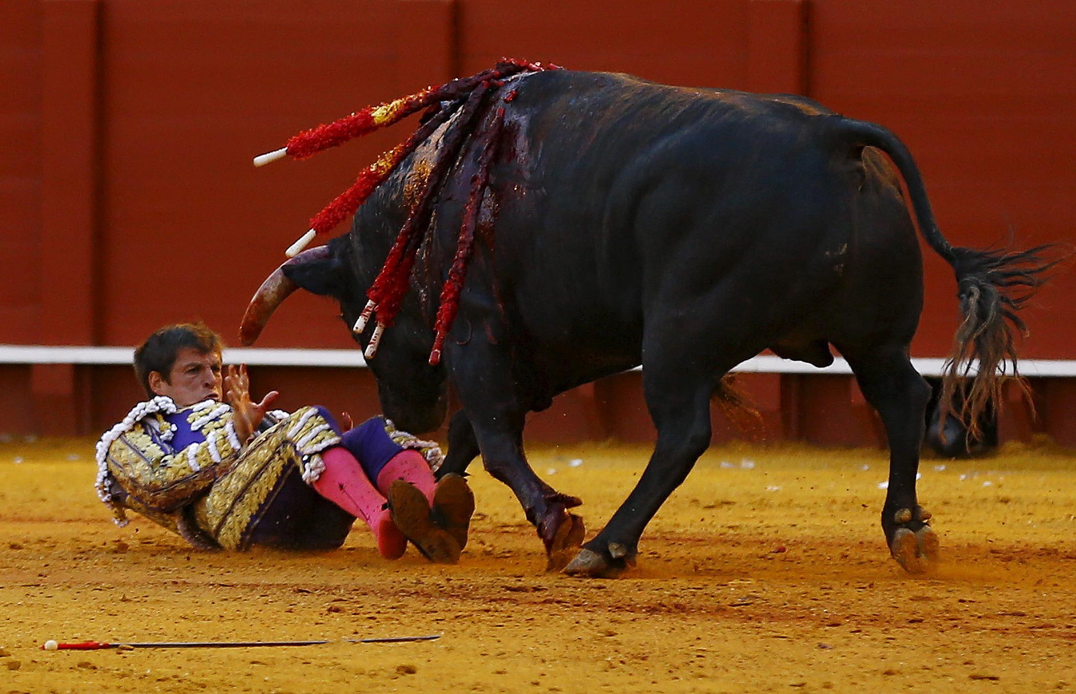 Spanish matador Julian Lopez "El Juli" lies on the arena after being gored by a bull during a bullfight at The Maestranza bullring in the Andalusian capital of Seville, southern Spain April 15, 2016.