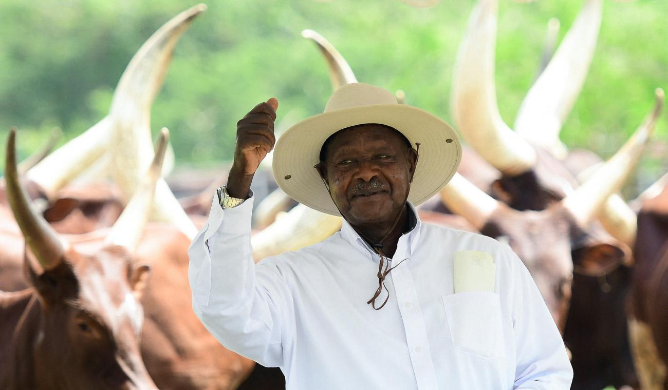 Uganda's President Yoweri Museveni gestures near his herd of Acholi cattle at his farm in Kisozi settlement of Gomba district, in the Central Region of Uganda, on January 16, 2022.