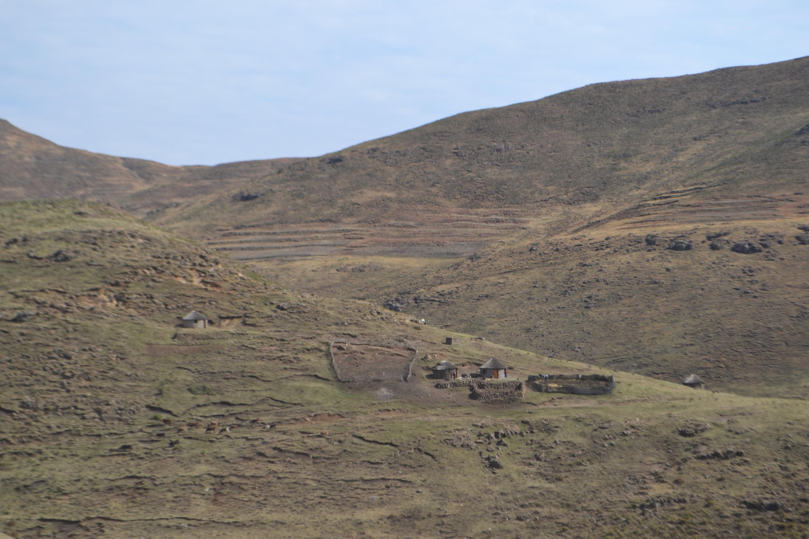 Cattle grazing near animal enclosures with motebos and homes nearby, taken in rural Lesotho, 20 kilometers away from Semonkong. September 10, 2022.